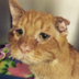  Justice for Saddest Cat logo