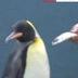 New Most Famous Penguin logo