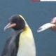 New Most Famous Penguin logo