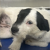 Justice For Knoxville Dog logo