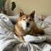 Cataracts Awareness Shiba logo