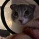 Solana The Cutest Cat logo