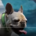 First AI with real dog logo
