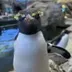 New Tariffed Penguin logo