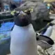 New Tariffed Penguin logo
