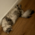 Toly's Cat logo