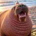 Wacky Whistling Walrus logo