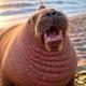 Wacky Whistling Walrus logo