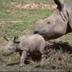 New Born Rhino logo