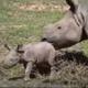 New Born Rhino logo
