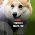Paw to Paw logo