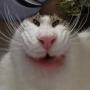 monch