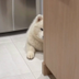 hidden dog logo