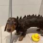 dogosaur