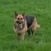 NEW NIGEL OWENS DOG  logo