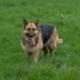 NEW NIGEL OWENS DOG  logo