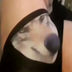 WolfWifBallz logo