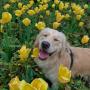 FlowerBoy