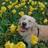 FlowerBoy