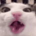 Crunchycat logo