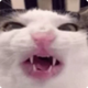 Crunchycat logo