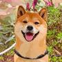 GOU