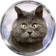 FEDJA CAT logo
