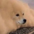 Shiba Tsunami logo