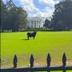 Bullish White House logo