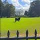 Bullish White House logo