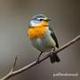 Cool Tit logo