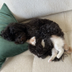 dog spooning cat logo