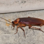 Roach