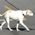 NEW SYDNEY SWEENY DOG logo