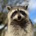 First Convicted Raccoon logo