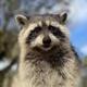 First Convicted Raccoon logo