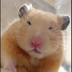 viral asian hamster logo