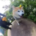 shiba dog logo