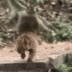 Running Monkey logo