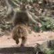Running Monkey logo