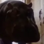 Bulka