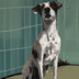 Justice for Laika logo