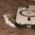 JUSTICE FOR HAMMY logo