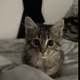 1st KOL Cat  logo