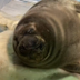  Farting Seal NAME logo