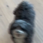 PAOPAO