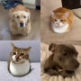 loafing