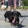 DACH