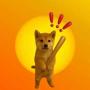 BONKICHI