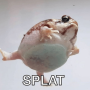 SPLAT